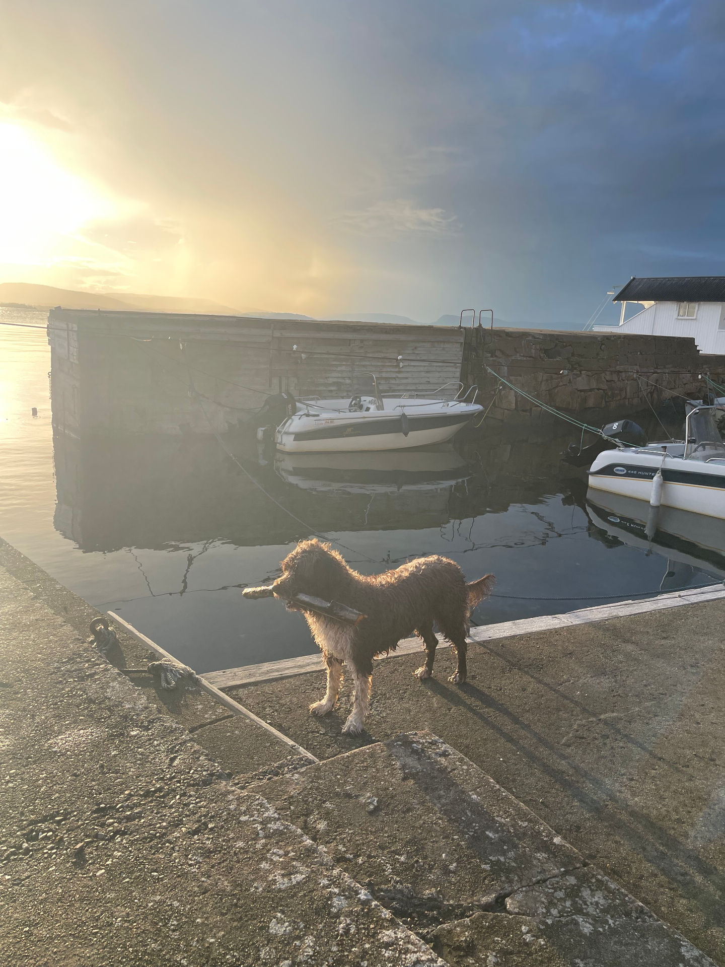Mocca standing at the harbour with a stick in her mouth, the fjord and moored boats behind her