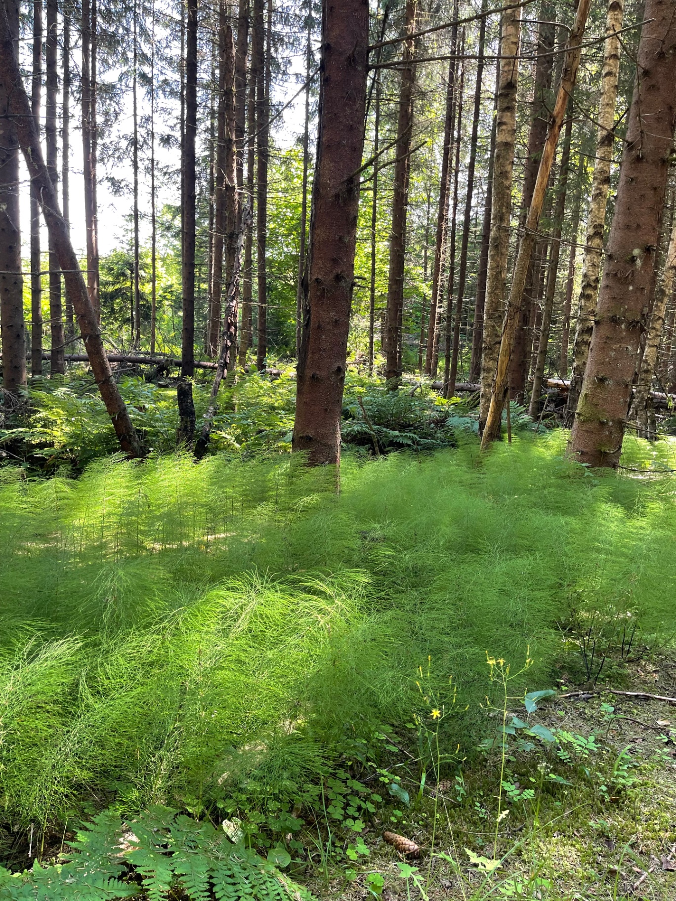 A forest trail like a green tunnel in summer