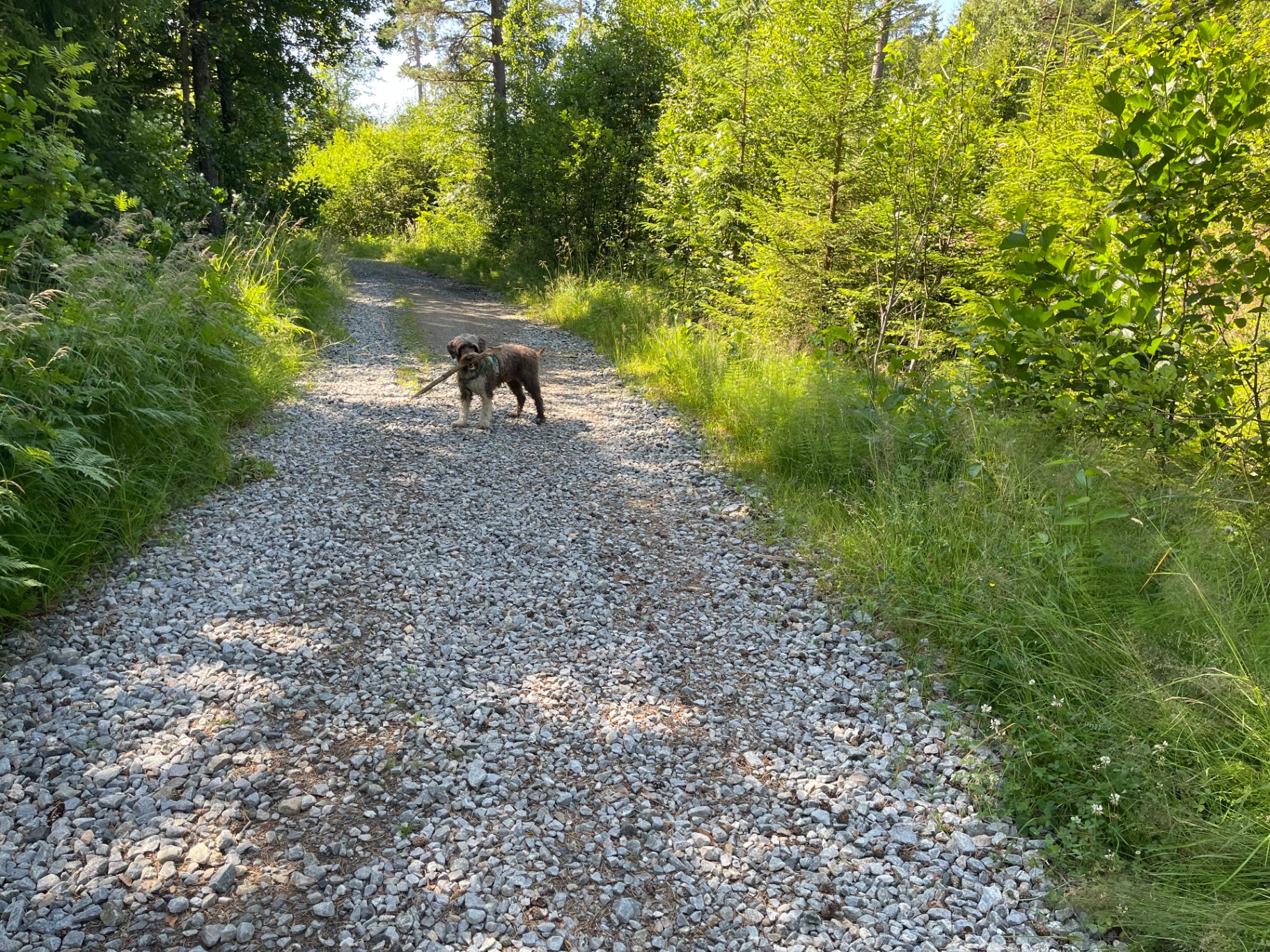 Mocca on the trail ahead in the summer light