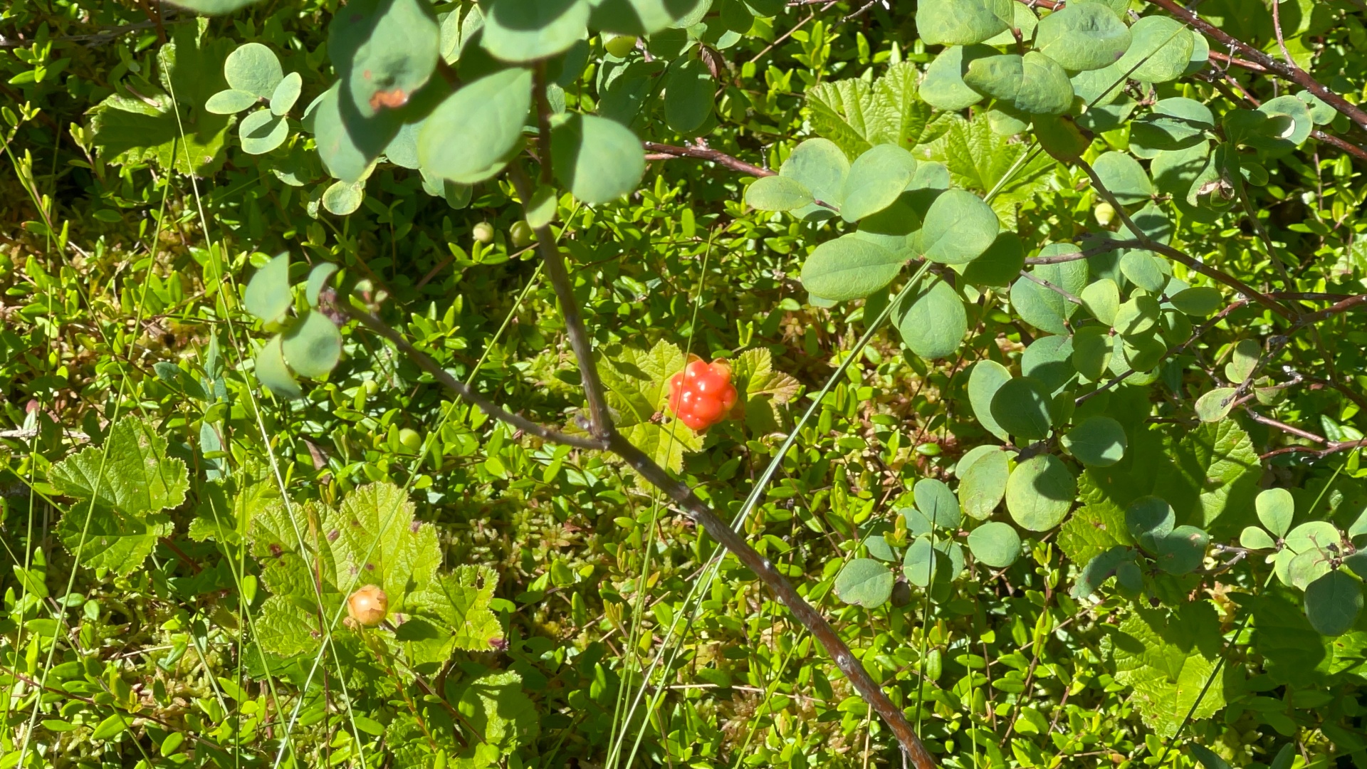 Cloudberries ripening in the Norwegian summer
