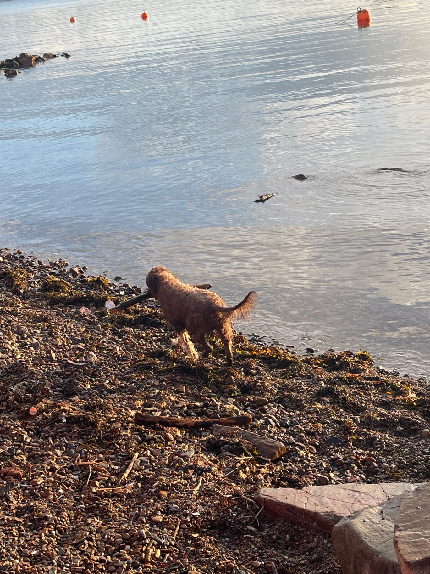 Mocca picking her way down the pebbled shore toward the fjord in the golden evening