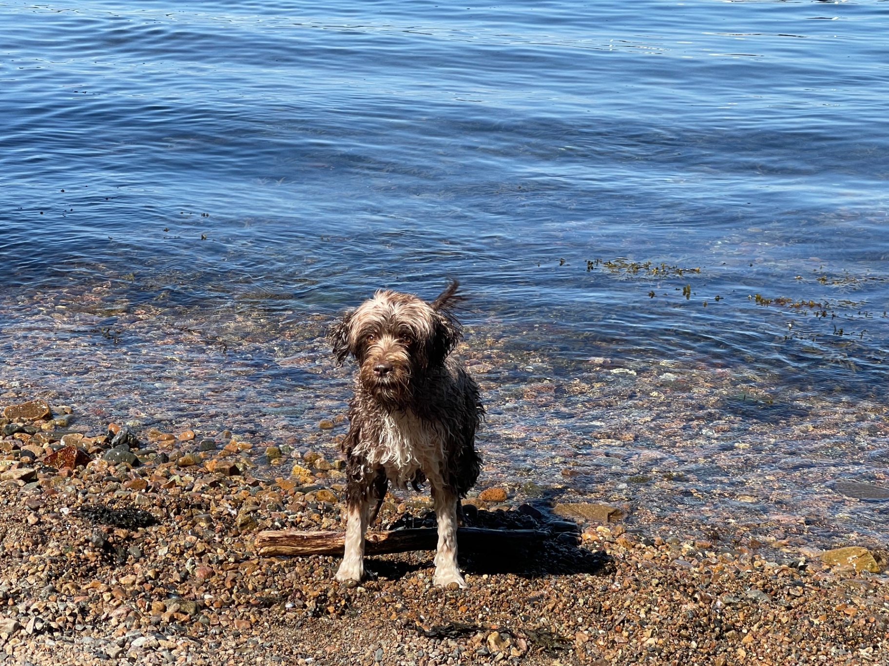 The fjord shoreline where Mocca swims in summer