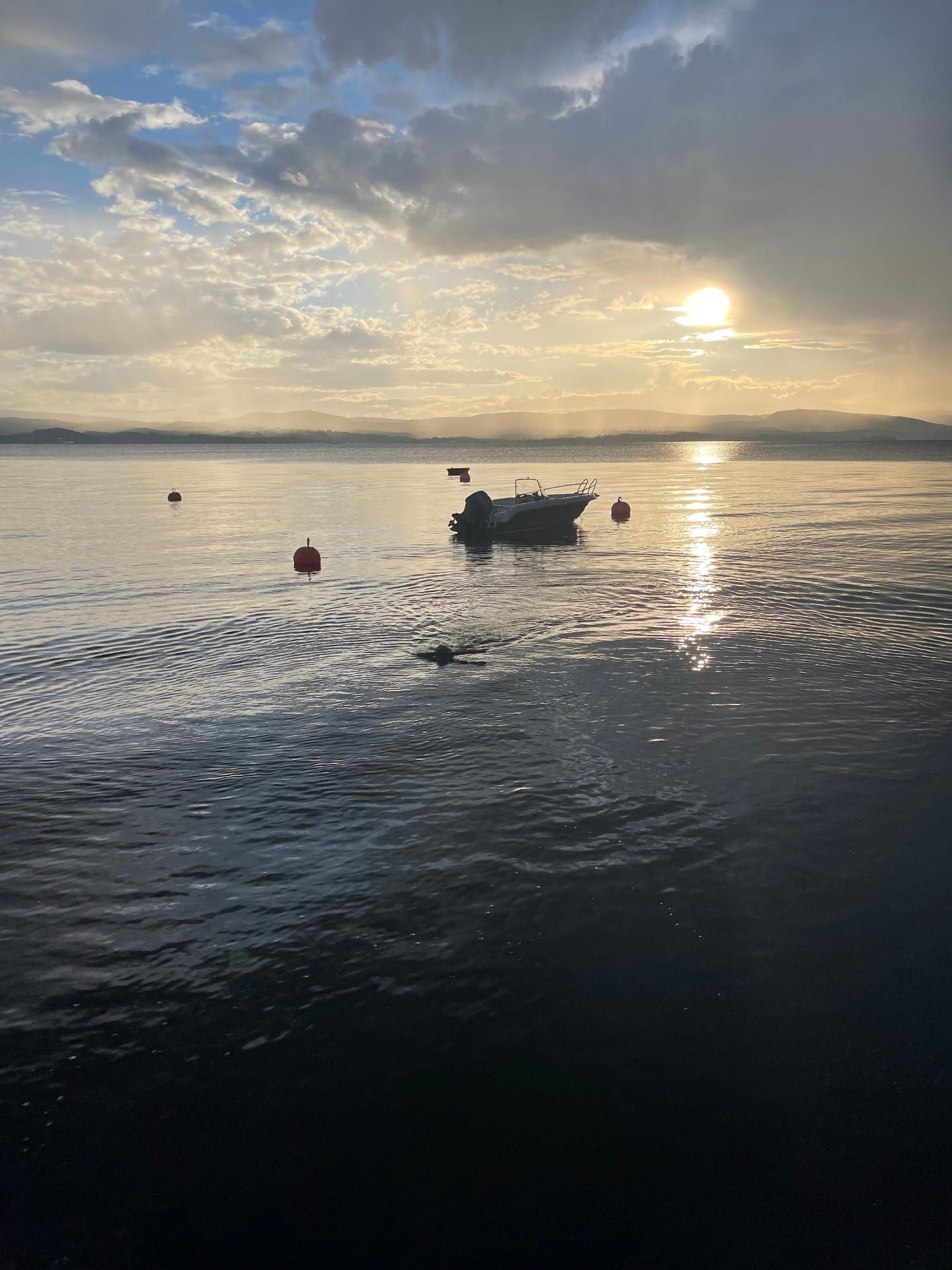 Mocca swimming out across the fjord in the evening light, a small dark head moving toward the boats at sunset