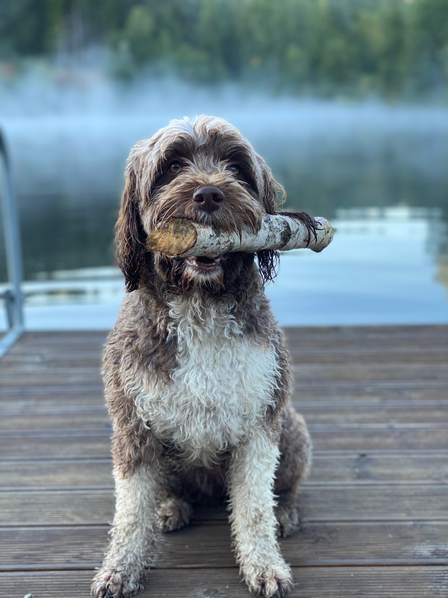 Mocca, the author's dog, on the dock by the fjord in Norway