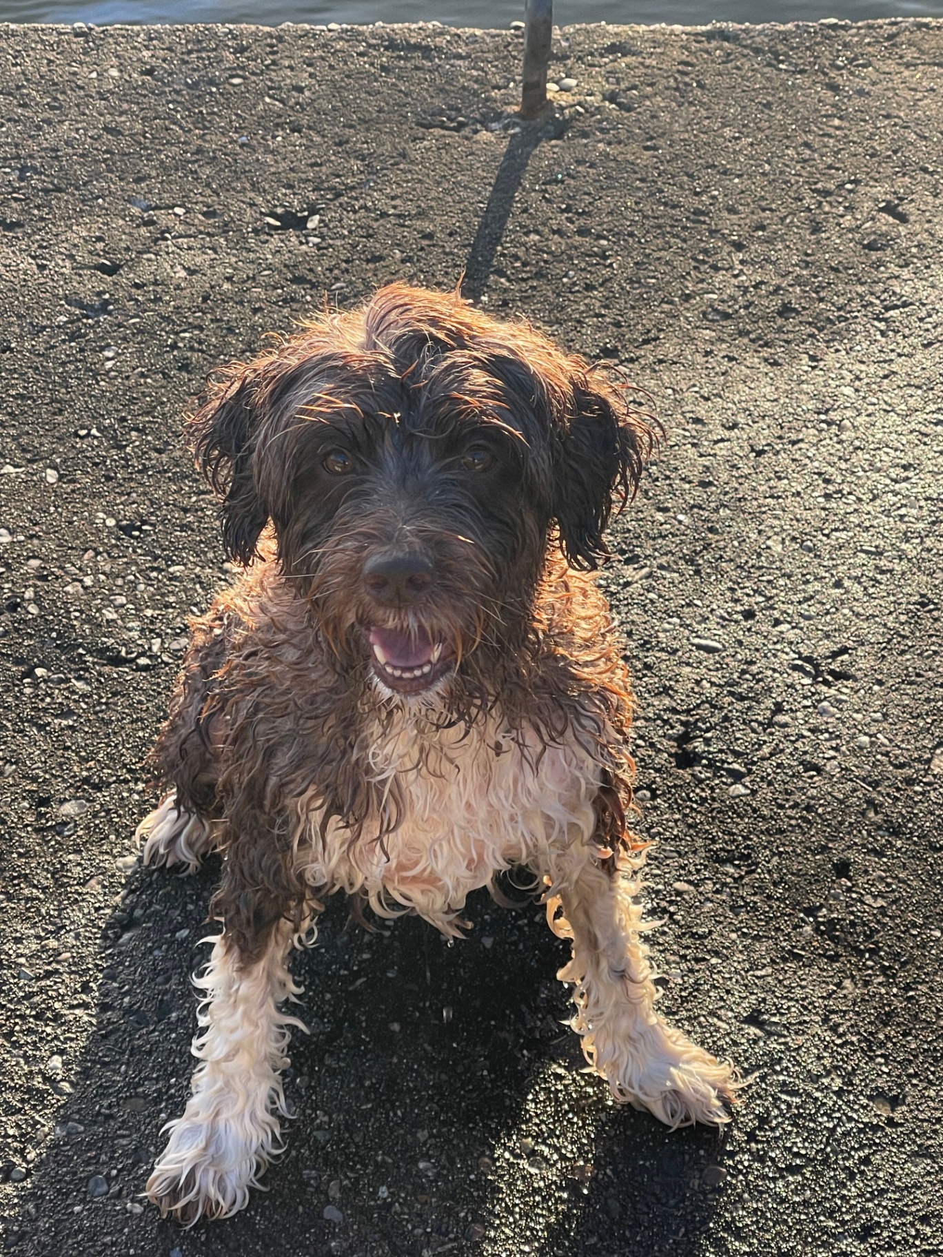 A wet, grinning Mocca on the dock, backlit by low golden summer light