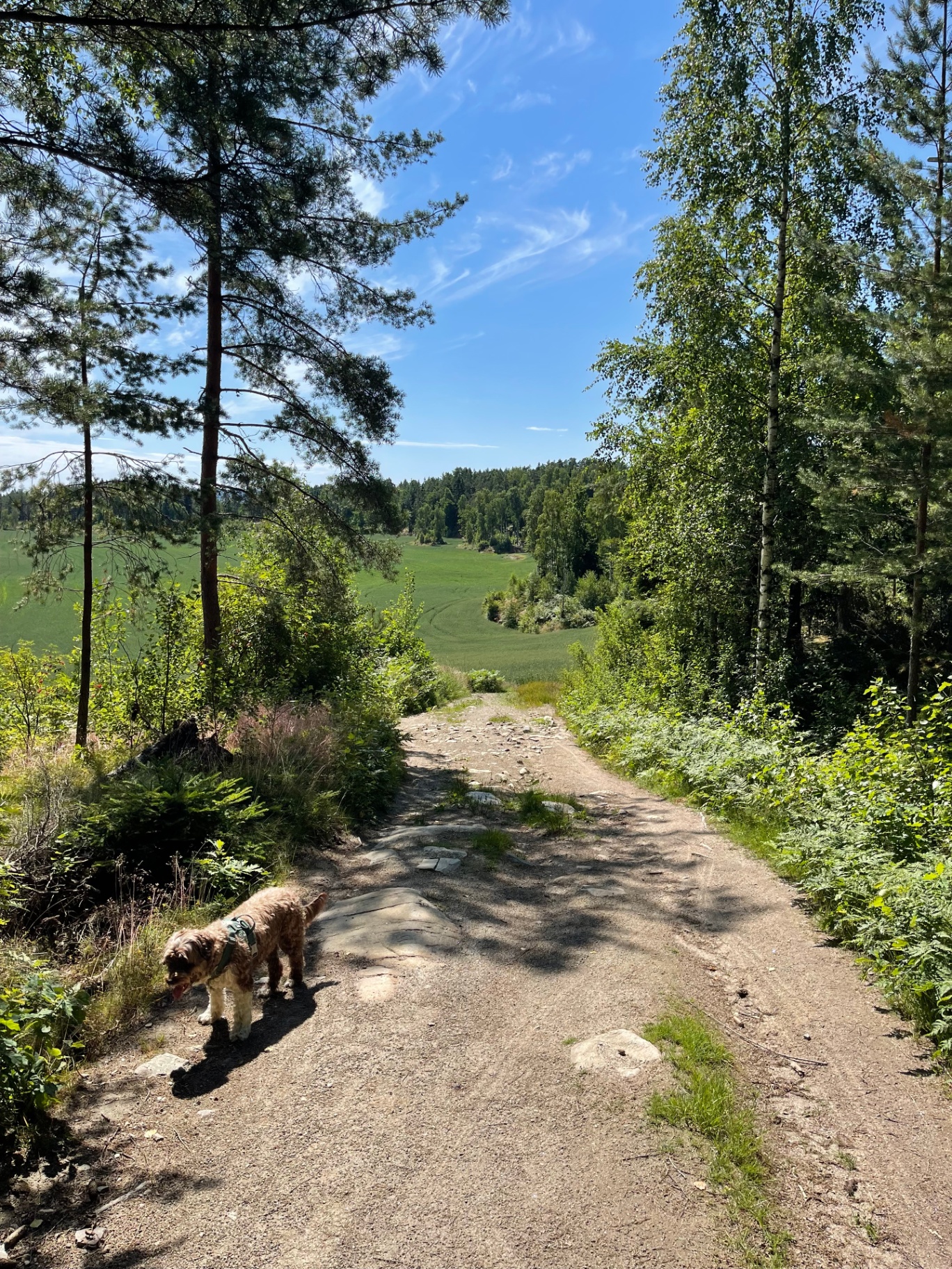 A summer trail in rural Norway