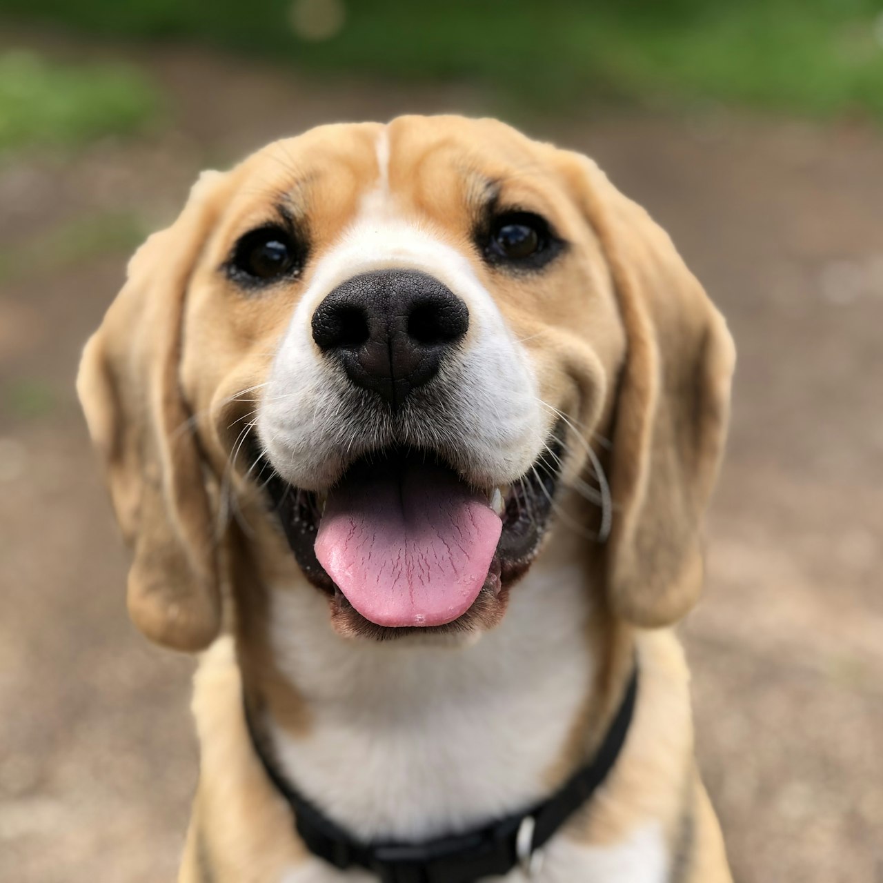 A black labrador with soulful eyes — the kind of face every dog lover knows