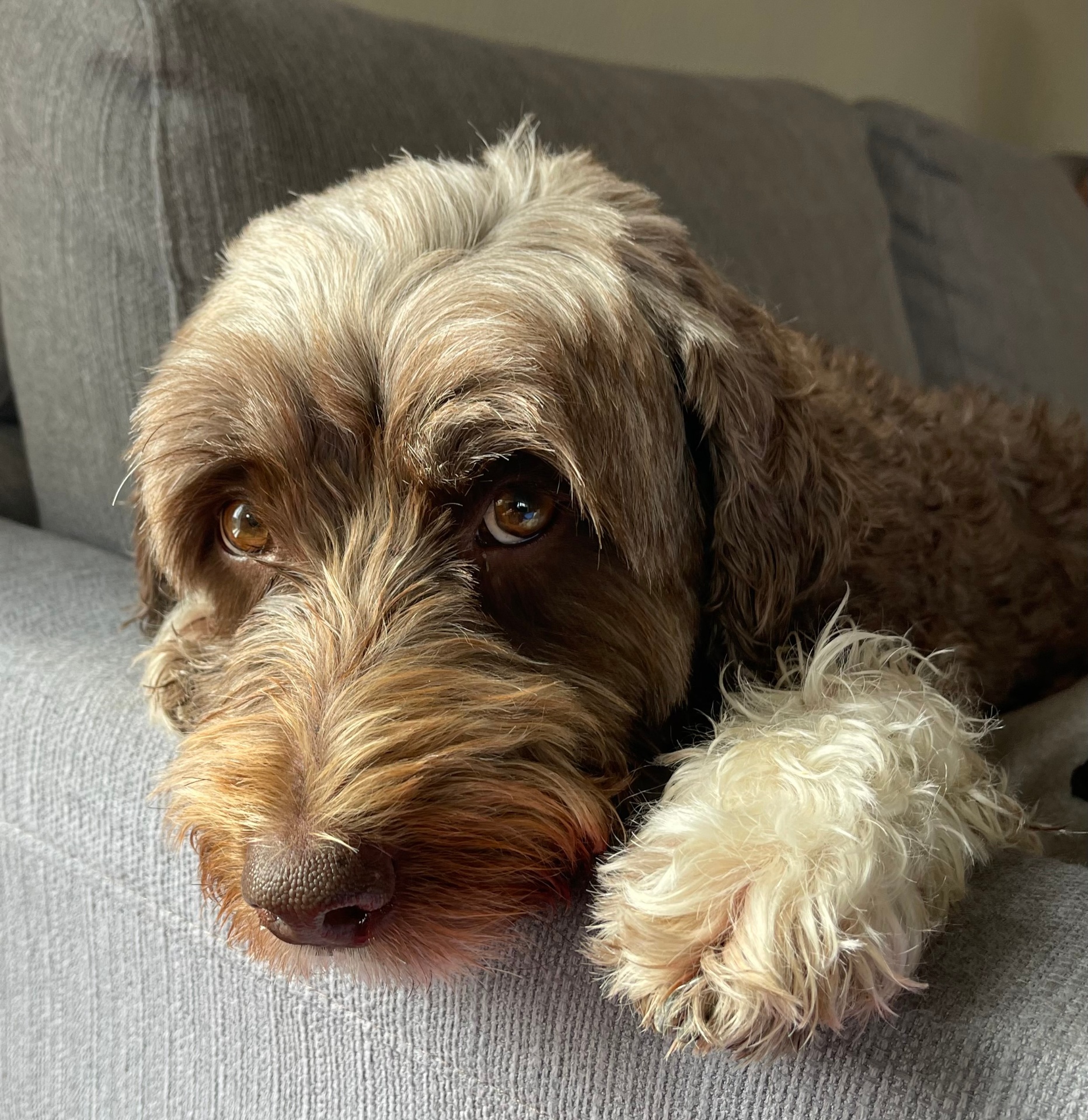 A scruffy brown dog resting its head on a grey sofa, looking up with soulful eyes